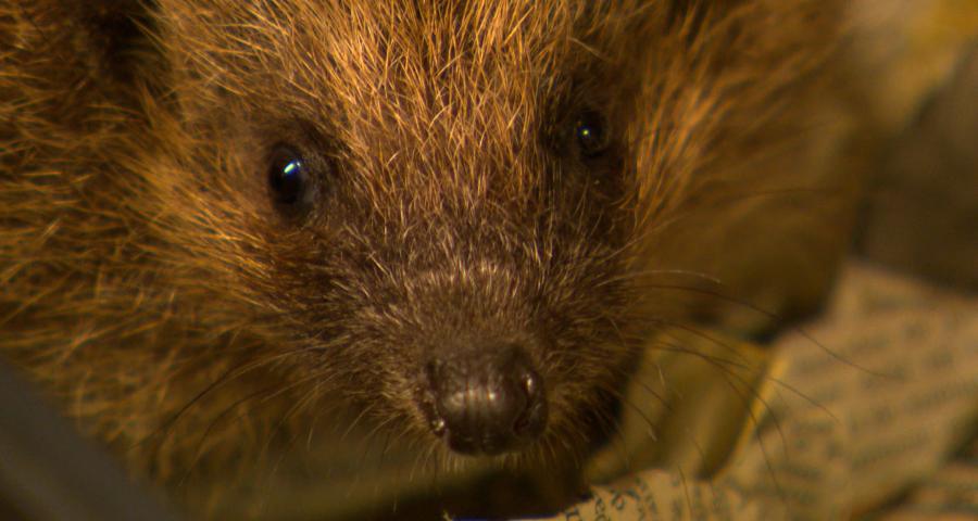 Les hérissons du CREAVES de Saint-Nicolas