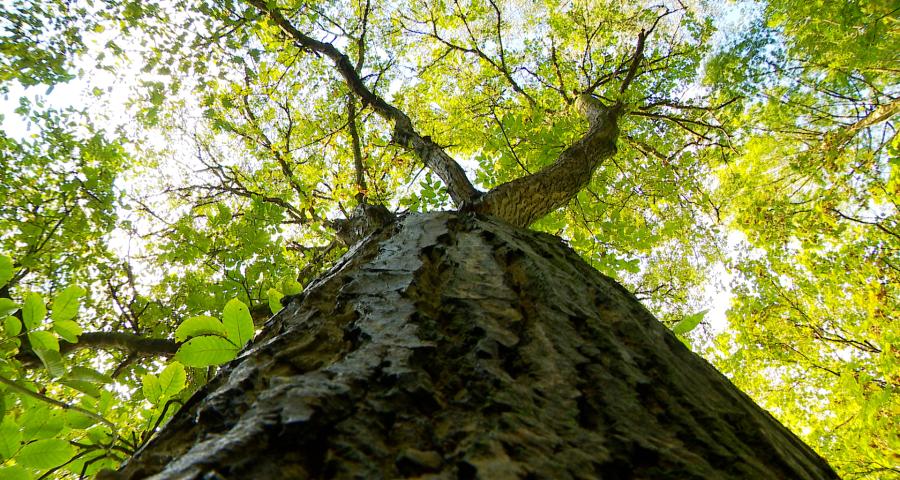 Année catastrophique pour la récolte des noix