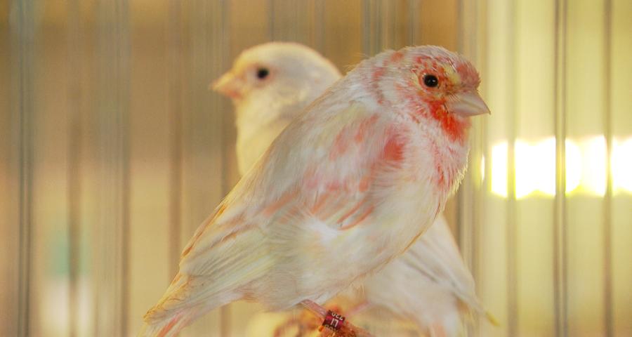 Waremme accueille les plus beaux canaris de couleur