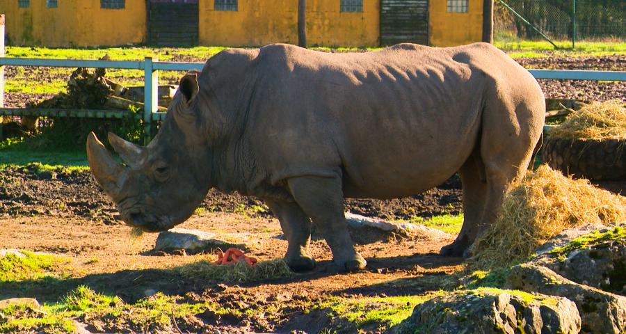 Rhinocéros et capybaras à Aywaille