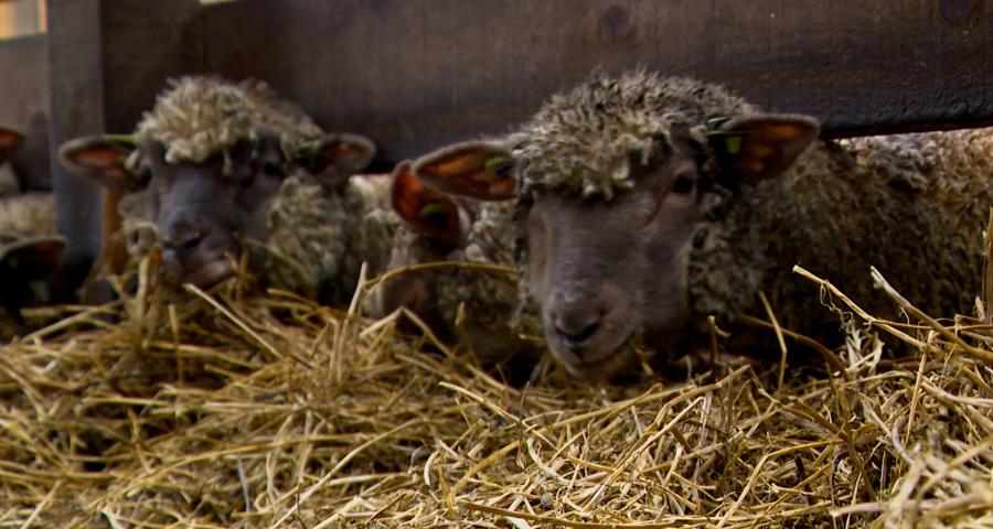 Langue bleue : colère des éleveurs