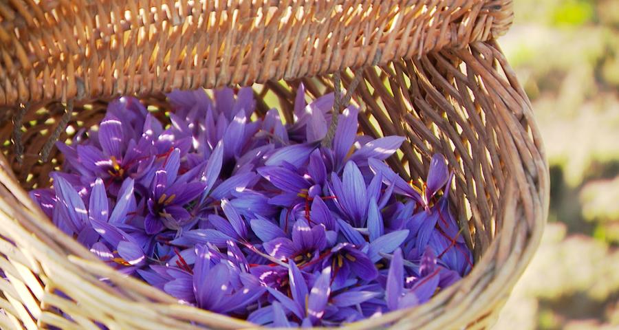 Le safran de Cotchia reprend des couleurs