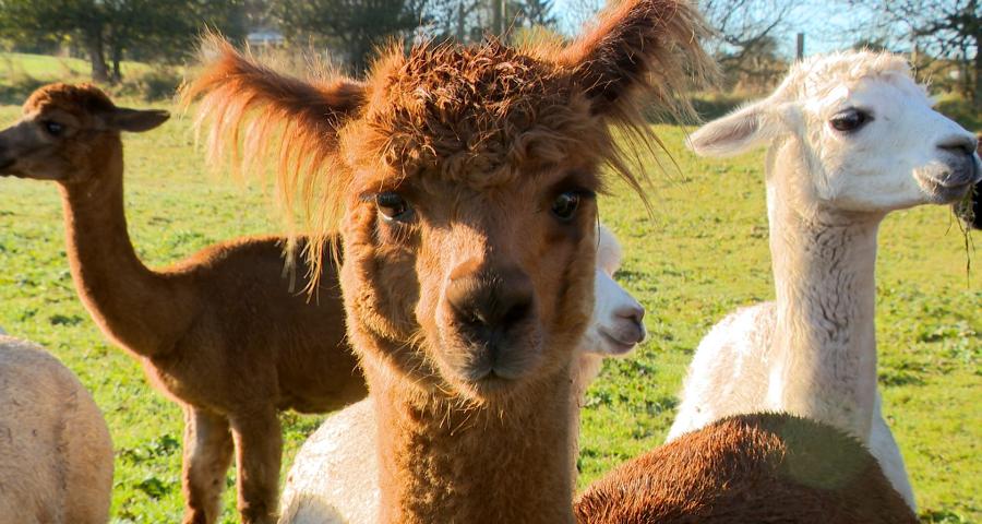 De la laine d'alpaga made in Sprimont