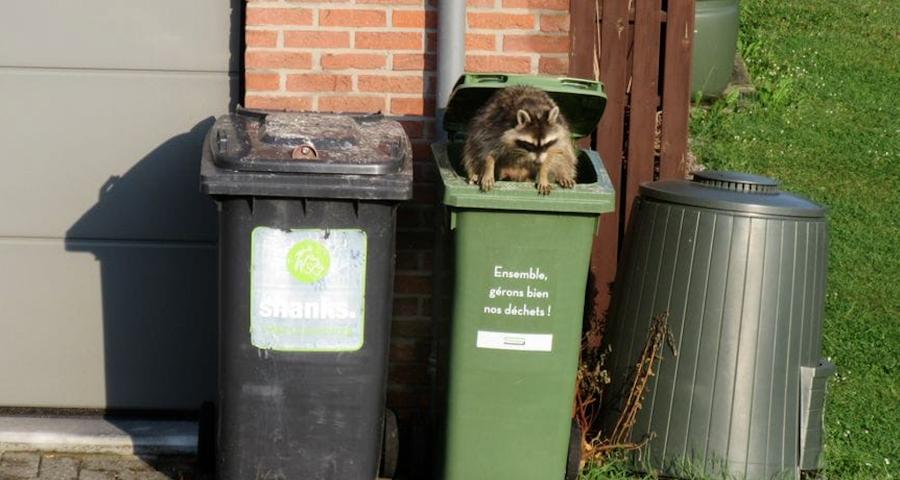 De plus en plus de ratons laveurs dans nos jardins.
