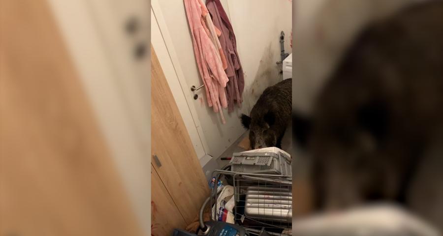 Un sanglier détruit l'intérieur d'une habitation à Wanze