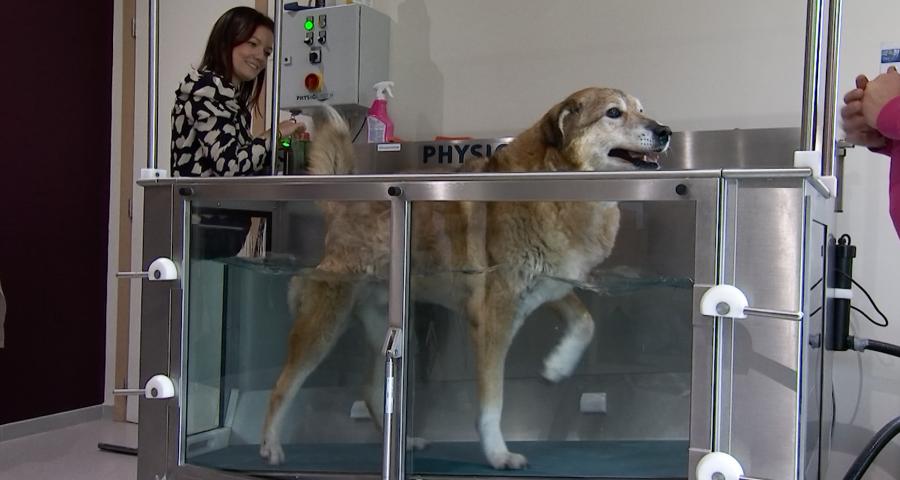 Trucs de wouf : suivi en ostéopathie et hydrothérapie