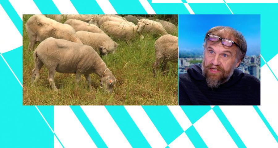 Invité : Rosa Canina et l'économie sociale par l'éco-pâturage