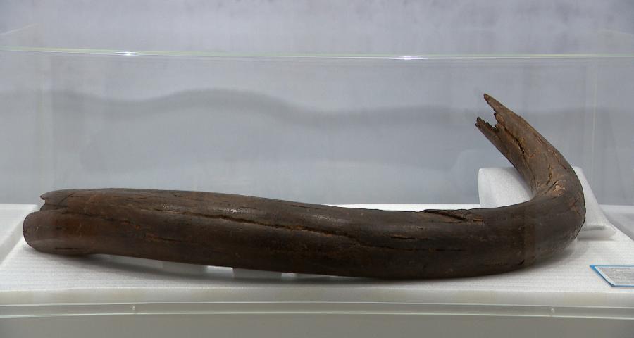 Une défense de mammouth découverte à Angleur