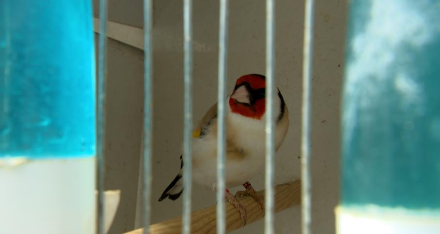 Le Conseil d'État "rassure" le secteur du commerce d'animaux de compagnie