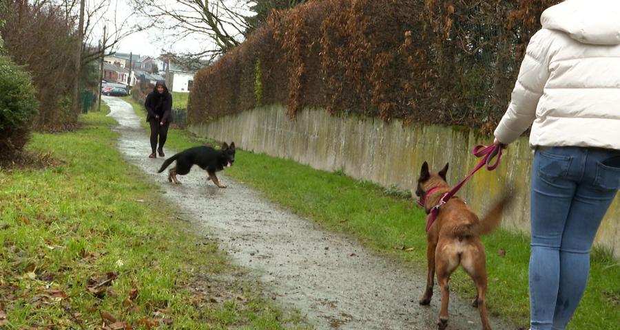 La dépendance chez le chien.