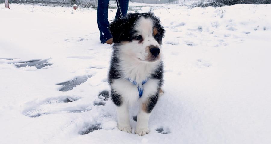 Comment élever un chiot Berger Australien heureux et équilibré