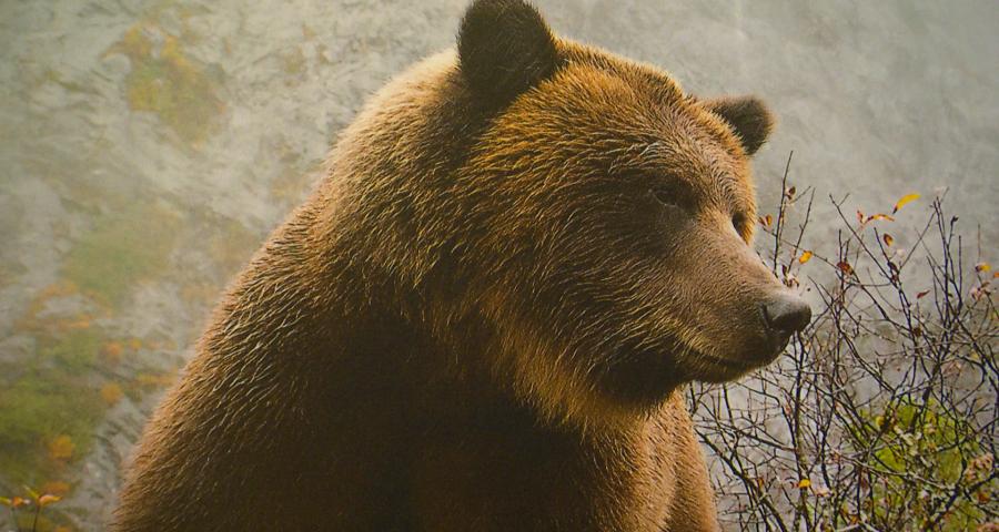 La forêt pluvieuse de la Grande Ourse