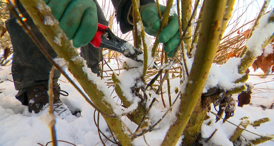 C'est le moment de tailler le saule pour l'osier