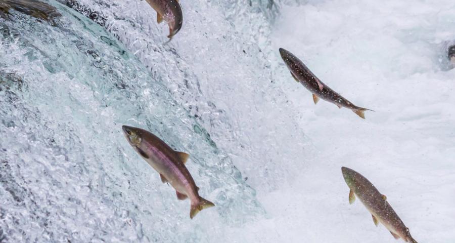Nouveau centre d'aquaculture à la faculté vétérinaire
