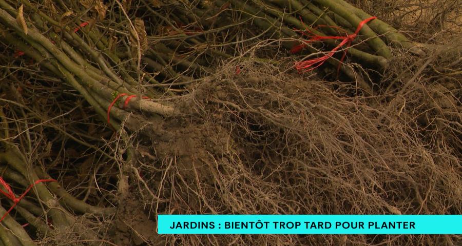 Jardins : bientôt trop tard pour planter !