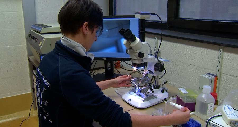 Des abeilles inséminées avec du sperme de faux bourdon congelé, une première