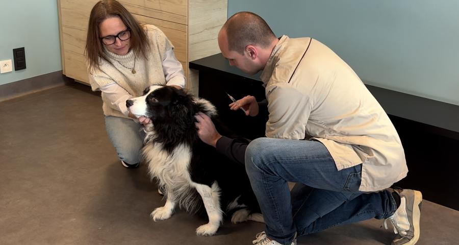 Gérer l'arthrose chez les chiens âgés