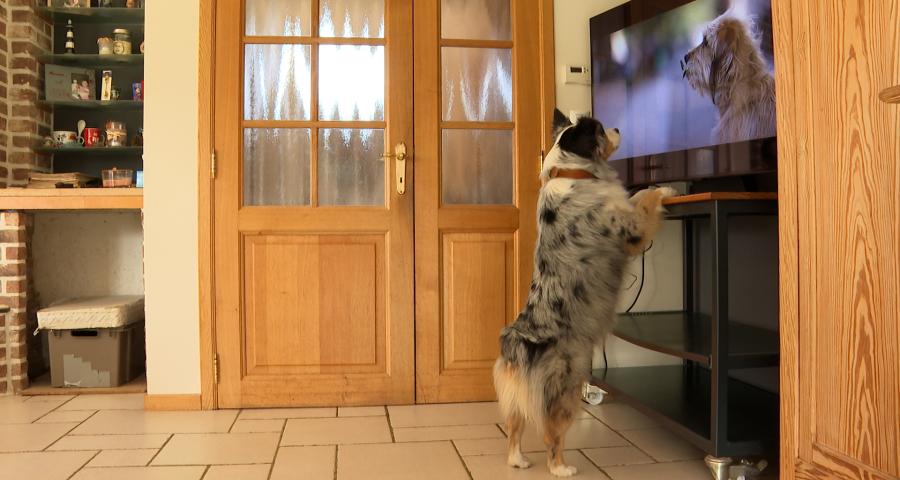 Comment Izzy a appris à rester calme devant la télévision