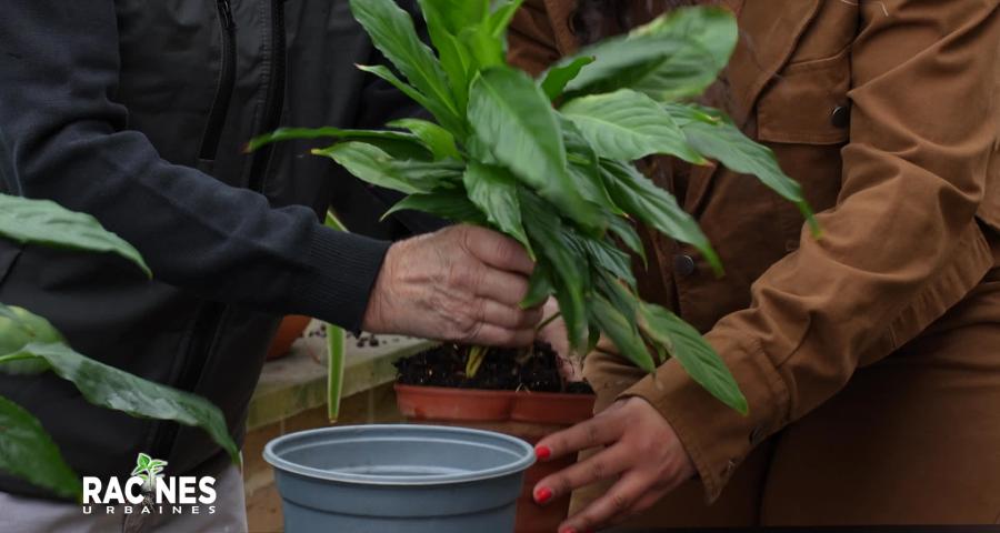 Le rempotage printanier