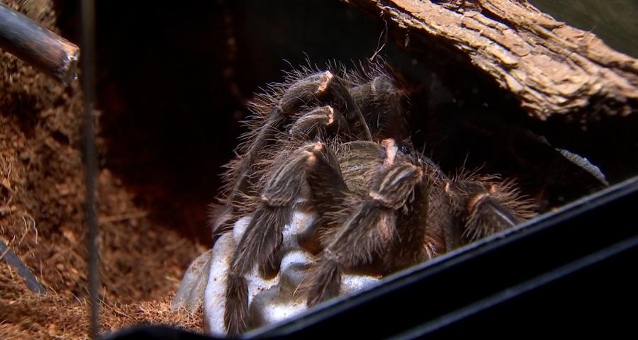 Journée mondiale de l'araignée : Hexapoda présente 2 nouveaux specimens