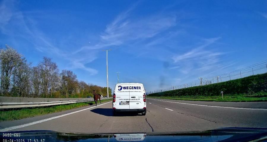 Deux chevaux en liberté provoquent un accident à Remicourt, sur l'autoroute E40 vers Liège