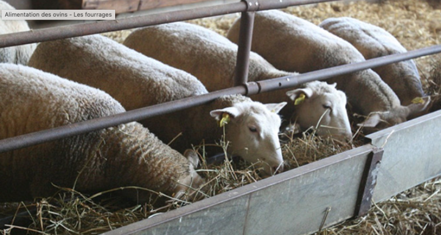 Ferrières : une centaine de brebis et d'agneaux périssent dans un incendie