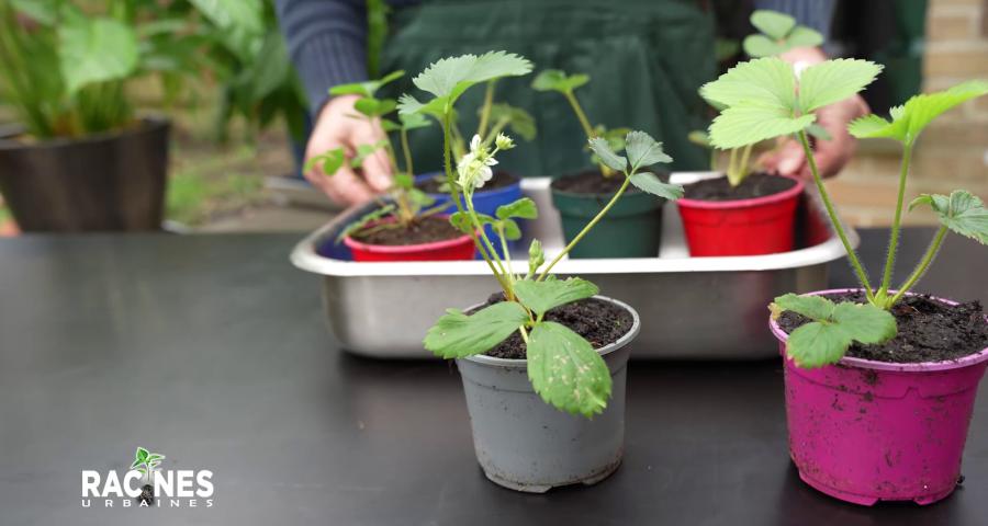 L'art du jardinage urbain : Les secrets des fraisiers dévoilés