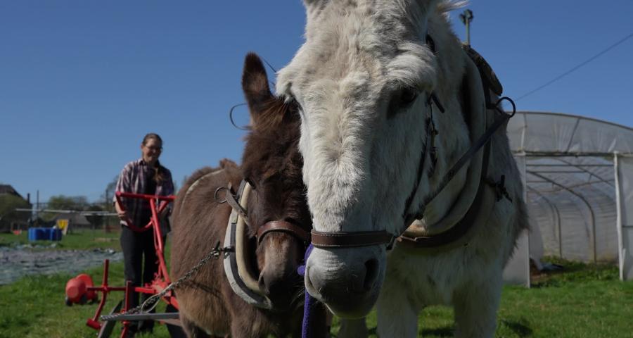 Le Bon Moment by Be Planet : cultiver l'espoir au Maraichage club de Juprelle
