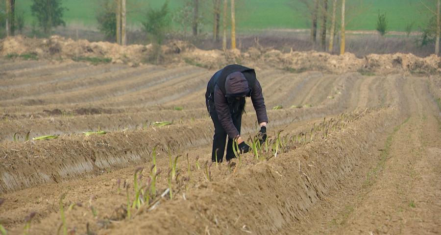 La saison des asperges vertes a démarré à Rosoux