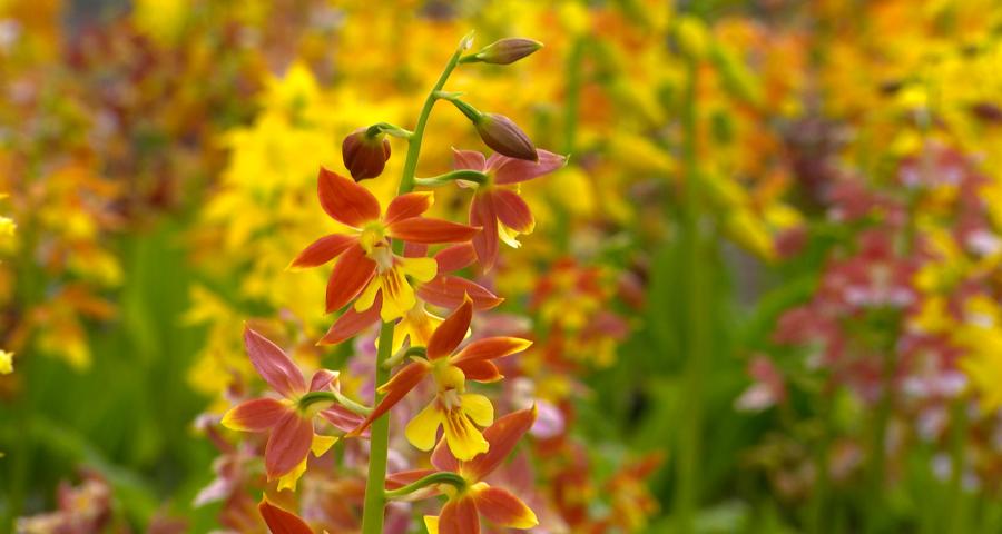Hortidécouvertes ce week-end
