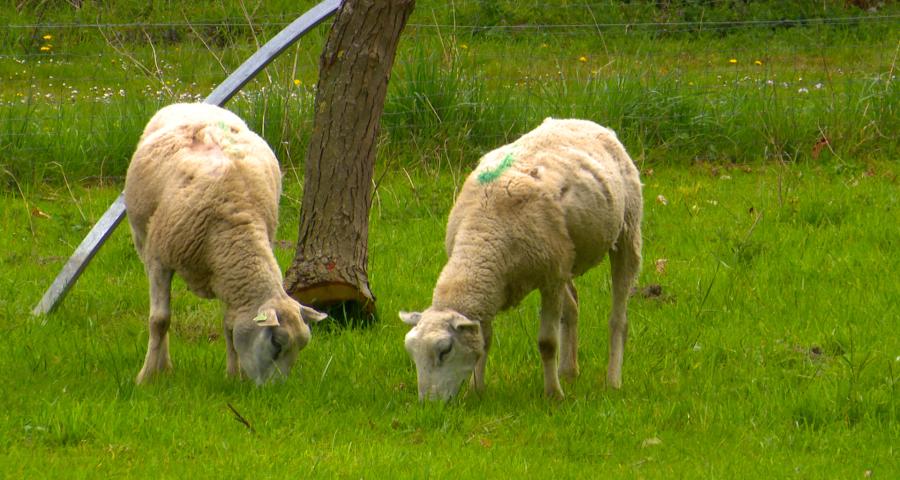 L'agneau pascal : bientôt à table