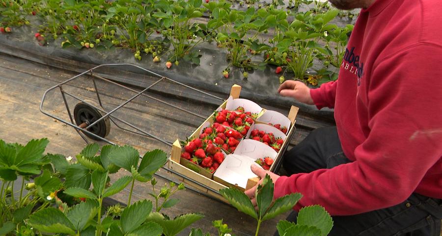 La saison des fraises a démarré à Hannêche