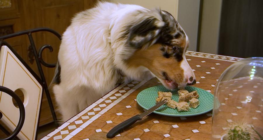 Trucs de Wouf: chien voleur, comment l'éviter ?