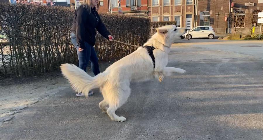 Trucs de Wouf: la réactivité en laisse par frustration