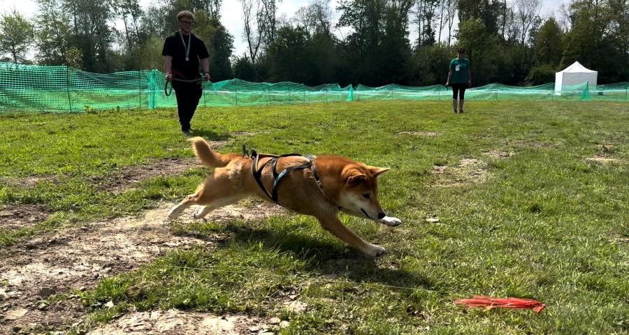 La course sur Leurre : une activité canine révélatrice