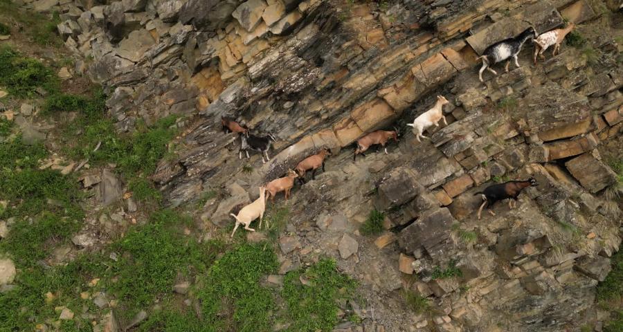 Disparition de chèvres à la Heid des Gattes
