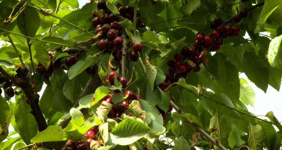 La saison des cerises a démarré avec 15 jours d'avance