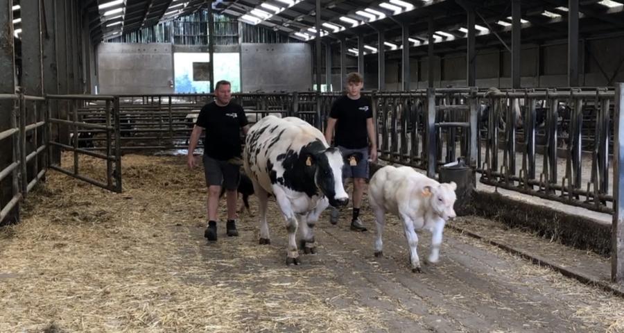 La meilleure viande blanc bleu belge vient de Les Waleffes