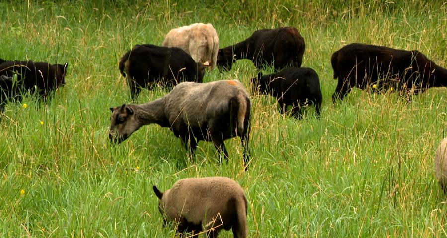 Les moutons en mission, 10 ans d'éco-pâturage à la CILE