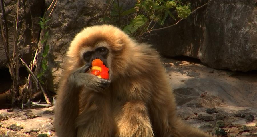 Glacons au fruits pour les animaux du Monde sauvage