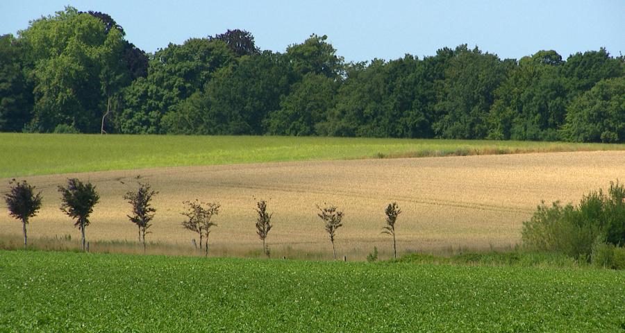 Utiliser les écorces pour produire des pesticides naturels