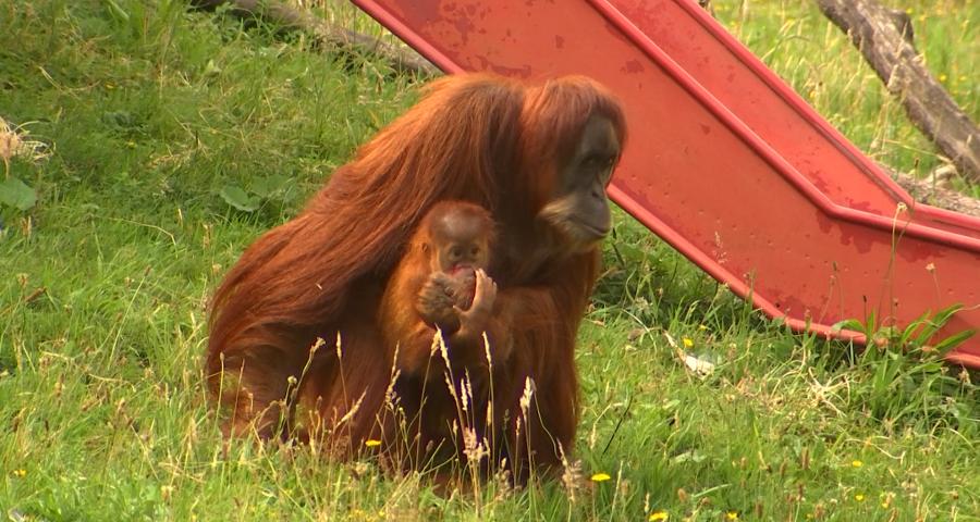Monde sauvage : reproduction contrôlée, bébés suivis