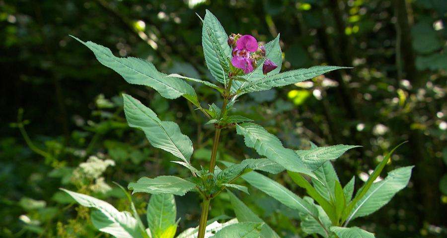 Le contrat de rivière Meuse aval élimine la balsamine de l'Himalaya