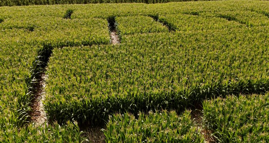 Le Labyrinthe de Hannut va rouvrir ses portes