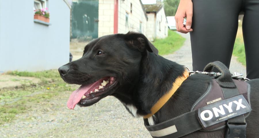 Refuge pour animaux : Animal Sans Logis