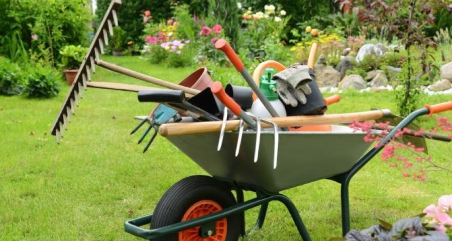 Petit pois et pois de senteur