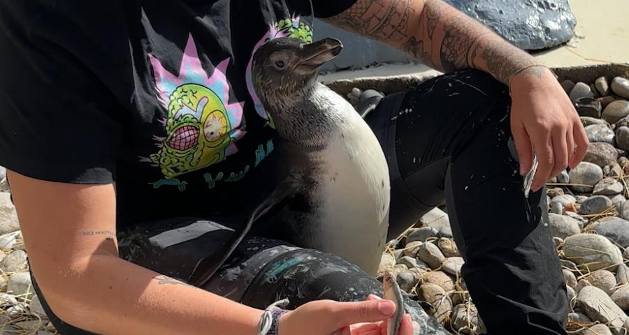 Kenaï, Peppa, Léopold, le Mont Mosan agrandit sa tribu