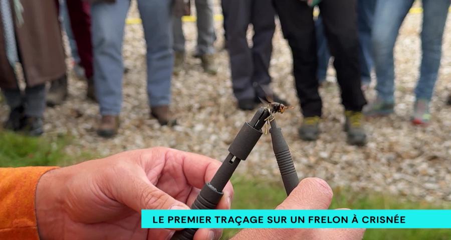 Le premier traçage GPS sur un frelon à Crisnée