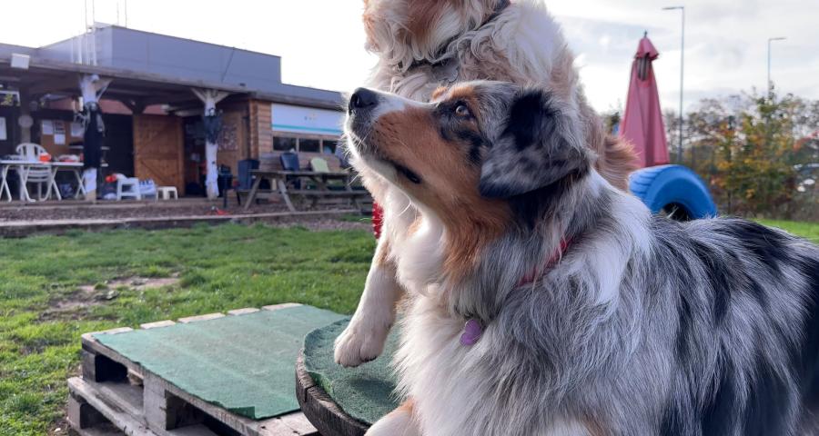 La muselière obligatoire dans les communes de Meuse-Hesbaye