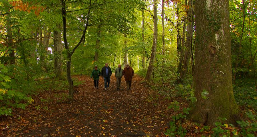 Une coupe d'arbres contestée au Bois des Chevreuils à Tilff